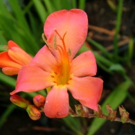 Montbretsiya vagy Crocosmia termesztés és karbantartása, fotó, növényi kert (montbretsiya) Montbretsiya vagy Crocosmia termesztés és karbantartás, fotó, növény kert