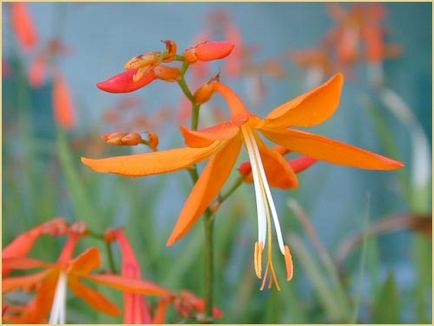 Montbretsiya vagy Crocosmia termesztés és karbantartása, fotó, növényi kert (motbretsiya) Montbretsiya vagy Crocosmia termesztés és karbantartás, fotó, növény kert