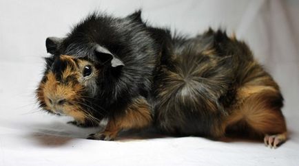 Tengerimalacok, tíz látványos sziklák, cikkek (tengeri) Tengerimalacok, tíz látványos sziklák, cikkek