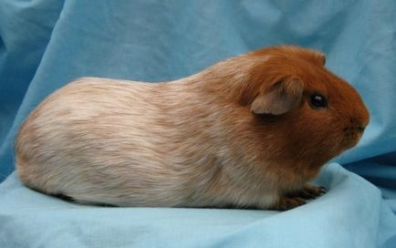 Tengerimalacok, tíz látványos sziklák, cikkek (tengeri) Tengerimalacok, tíz látványos sziklák, cikkek