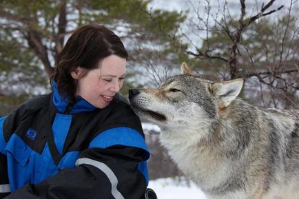 Lehetséges, hogy megszelídíteni a farkas a való életben