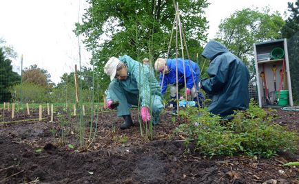 NPK készítmény, trágyázás, a bevezetése öntet (belépő) NPK összetétele, használata műtrágya, így a megtermékenyítés