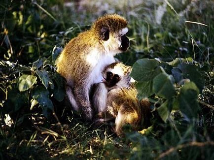 Majmok - ezt (az egyetlen majom lakik) Monkeys - ez