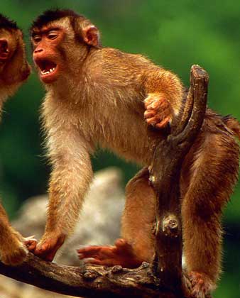 Majmok - ezt (az egyetlen majom lakik) Monkeys - ez