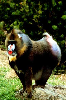 Monkeys - ez (majmoknál) Monkeys - ez