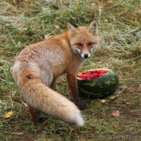 Gyakori Fox (Fox) közönséges róka
