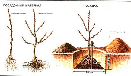 Homoktövis - ültetés és gondozás a nyílt területen az összes szabályt, szeretem a kertben