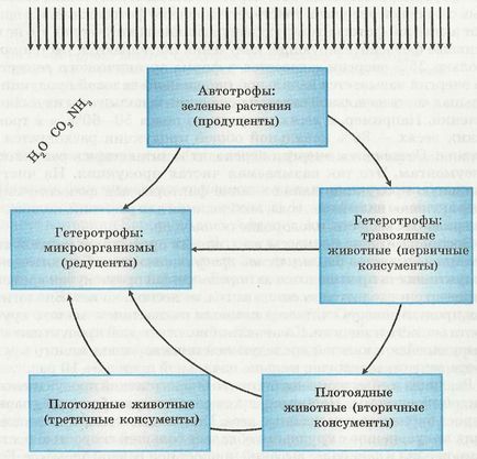 Anyagcsere és energia ökoszisztéma - elektronikus tankönyv biológia (a kis ciklus számít) Anyagcsere és energia ökoszisztéma - elektronikus tankönyv biológia