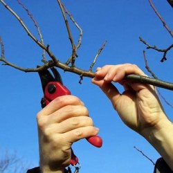 Metszés almafák ősszel és tavasszal rendszer