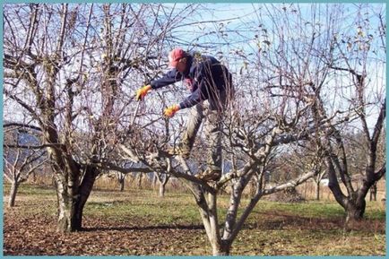 Metszés almafák ősszel és tavasszal rendszer