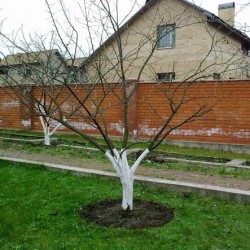 Metszés almafák ősszel és tavasszal rendszer