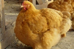Leírás csirke Cochin kínai fajta, azok jellemzőit, karbantartási, gondozási és tenyésztés (fotók) (Cochin China) Leírás csirke Cochin kínai fajta, azok jellemzőit, karbantartási, gondozási és tenyésztés (fotók)