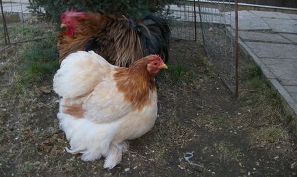 Leírás csirke Cochin kínai fajta, azok jellemzőit, karbantartási, gondozási és tenyésztés (fotók) (rock) Leírás csirke Cochin kínai fajta, azok jellemzőit, karbantartási, gondozási és tenyésztés (fotók)