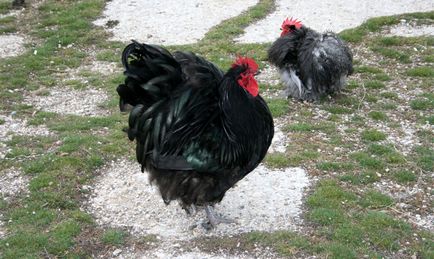 Leírás csirke Cochin kínai fajta, azok jellemzőit, karbantartási, gondozási és tenyésztés (fotók) (jellemzők) Leírás csirke Cochin kínai fajta, azok jellemzőit, karbantartási, gondozási és tenyésztés (fotók)