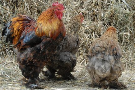 Leírás csirke Cochin kínai fajta, azok jellemzőit, karbantartási, gondozási és tenyésztés (fotók) (gondozás) Leírás csirke Cochin kínai fajta, azok jellemzőit, karbantartási, gondozási és tenyésztés (fotók)