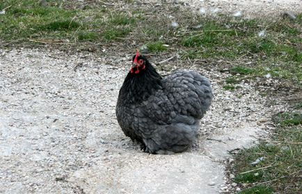 Leírás csirke Cochin kínai fajta, azok jellemzőit, karbantartási, gondozási és tenyésztés (fotók) (Cochin China) Leírás csirke Cochin kínai fajta, azok jellemzőit, karbantartási, gondozási és tenyésztés (fotók)