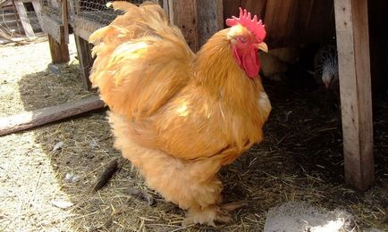 Leírás csirke Cochin kínai fajta, azok jellemzőit, karbantartási, gondozási és tenyésztés (fotók) (gondozás) Leírás csirke Cochin kínai fajta, azok jellemzőit, karbantartási, gondozási és tenyésztés (fotók)