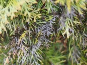 Fő betegségek és kártevők arborvitae okok, tünetek és a kezelés