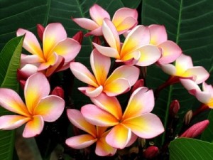 Plumeria - hogyan lehet eljutni virágzik az otthon, ápolási és metszési!