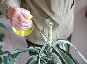 Miért dracaena kiszáríthatja a tippeket a levelek sárgulnak, és az okok, amelyek otthoni gondozást