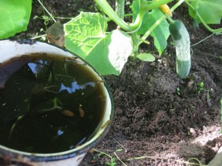 Termékenyítő uborka népi jogorvoslati (öltözködés) Termékenyítő uborka népi jogorvoslati