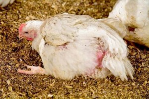 Hasmenés tojótyúkban módszerek kezelésére és megelőzésére (tojótyúkok) Hasmenés tojótyúkban módszerek kezelésére és megelőzésére