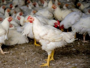 Hasmenés tojótyúkban módszerek kezelésére és megelőzésére (tojótyúkok) Hasmenés tojótyúkban módszerek kezelésére és megelőzésére