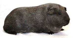 Breed tengerimalacok képekkel és nevek (állati tengerimalac) Breed tengerimalacok képekkel és nevek