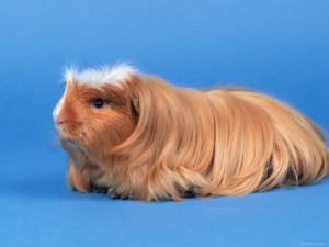 Breed tengerimalacok képekkel és nevek (tengerimalac tenyészet) Breed tengerimalacok képekkel és nevek