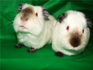 Breed tengerimalacok képekkel és nevek (tengerimalac élő) Breed tengerimalacok képekkel és nevek