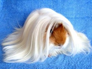 Breed tengerimalacok képekkel és nevek (rock) Breed tengerimalacok képekkel és nevek