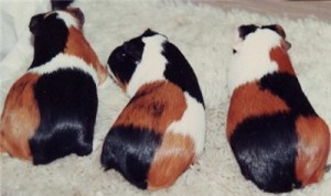 Breed tengerimalacok képekkel és nevek (sertés) Breed tengerimalacok képekkel és nevek