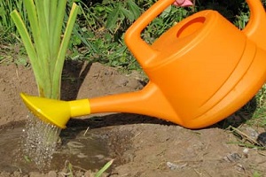 Megfelelő ültetés és gondozása daylilies a nyílt terepen (ellátás) Megfelelő ültetés és gondozása daylilies a nyílt terepen