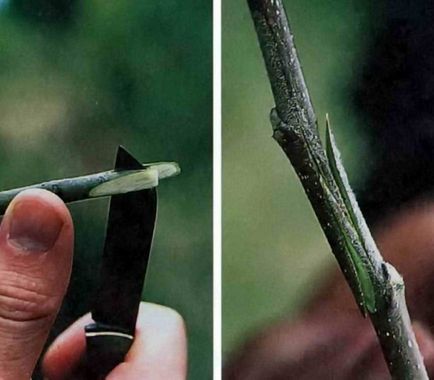 Oltás fák lépésről lépésre képek (grafting fák lépésről lépésre fotók) Oltás fák lépésről lépésre fotó