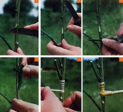 Oltás fák lépésről lépésre képek (grafting fák lépésről lépésre fotók) Oltás fák lépésről lépésre fotó