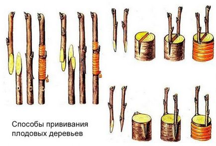 Oltás fák lépésről lépésre képek (oltása gyümölcsfák) Oltás fák lépésről lépésre fotó