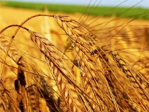 A munka leírása agronómus, ahol megtanulják a szükséges tulajdonságokat