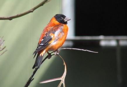 Bird csíz (55 fotó) tartalma énekesmadarak otthon, úgy néz ki