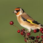 Bird csíz (55 fotó) tartalma énekesmadarak otthon, úgy néz ki