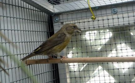 Bird Crossbill leírás, a karbantartás és gondozás otthon, fotók