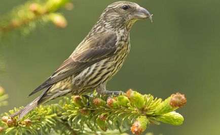 Bird Crossbill leírás, a karbantartás és gondozás otthon, fotó (leírás) Bird Crossbill leírás, a karbantartás és gondozás otthon, fotók