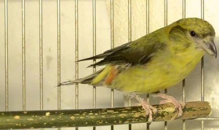 Bird Crossbill leírás, a karbantartás és gondozás otthon, fotó (keresztcsőrű madár fotó) Bird Crossbill leírás, a karbantartás és gondozás otthon, fotók