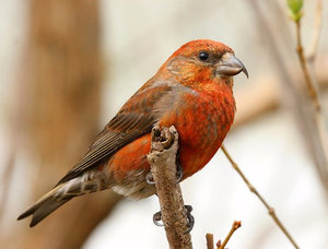 Bird Crossbill leírás, a karbantartás és az otthoni ápolást az a fotó (a) Bird Crossbill leírás, a karbantartás és gondozás otthon, fotók