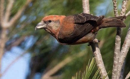 Bird Crossbill leírás, a karbantartás és gondozás az otthon, a fotó (ahol Crossbill él) Bird Crossbill leírás, a karbantartás és gondozás otthon, fotók