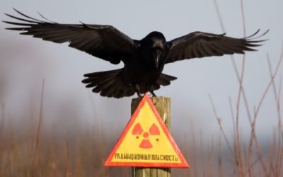 Sugárzás és annak hatása a humán sugárzási megengedett norma (norma) Sugárzás és annak hatása a humán sugárzási megengedett norma