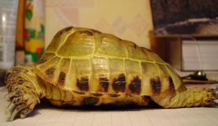 Angolkór teknősök föld, a víz kezeljük és megelőzésére (megelőzés) Angolkór teknősök föld, a víz, hogyan kell gyógyítani és a megelőzés