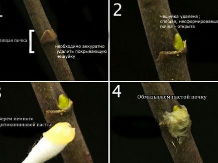 Szaporítása Phalaenopsis orchidea otthon a gyerekekkel, szárak dugványok, magvak,