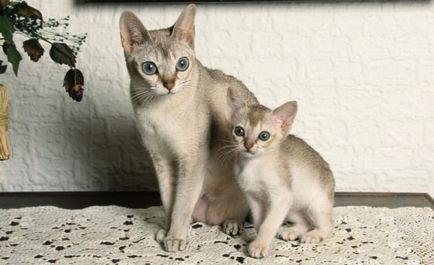 A legkisebb fajta macskák (top 10) (cat) A legkisebb fajta macskák (top 10)
