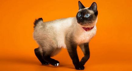 A legkisebb fajta macskák (top 10) (cat) A legkisebb fajta macskák (top 10)