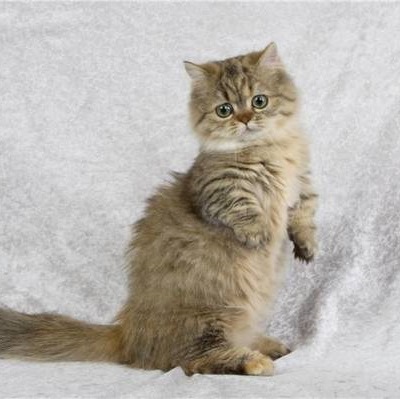 A legkisebb fajta macskák (top 10) (cat) A legkisebb fajta macskák (top 10)